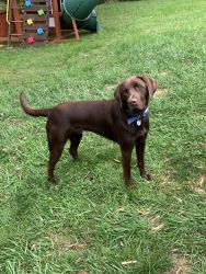 Playful, Loving and chipped. Chocolate Lab!! 11 Months old and Large