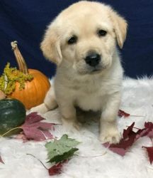 Labrador Retriever Puppy for Sale