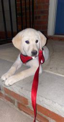 Beautiful Lab/Retriever pup available (10 week old)