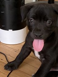 Pitbull/lab mix puppy for sale