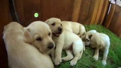 Labrador puppies are ready for loving and caring homes
