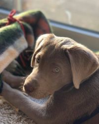 Stunning Labrador Retriever Puppies for Sale