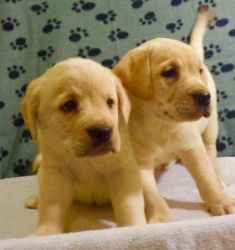 Labrador puppies ready for new homes