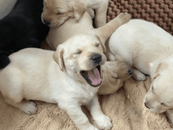 Labrador Retriever AKC Puppies