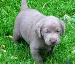 AKC Silver Lab Pups just in time for Christmas