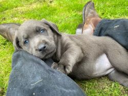 Stunning Labrador Retriever puppies for sale