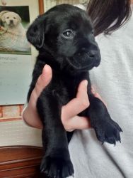 Stunning Labrador aRetriever puppies for sale