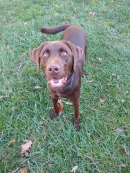 AKC Registered House Trained Chocolate Lab