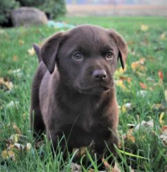 Chocolate lab puppy!--Hershey