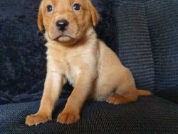 Beautiful Fox Red And Black Labrador Puppies Ready Npw