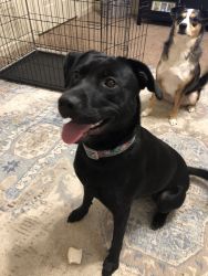 Lab and pit mix