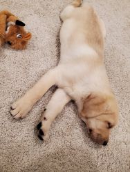 Selling 10 week old Adorable Labrador Retriever