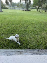 Purebred AKC registered puppy beauty
