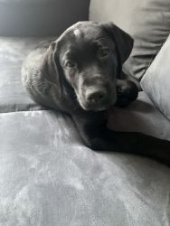 12 month old Labrador retriever