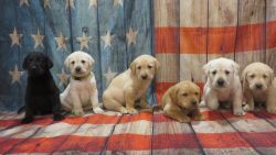 Yellow and Black lab puppies