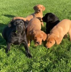 Free Labrador retriever puppies for adoption