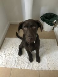 Adorable Chocolate Lab for sale