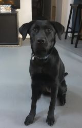 Absolutely beautiful 10 month old Black Labrador Retriever