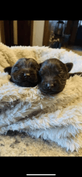 Chocolate Female Labradors