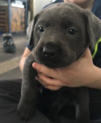 Silver and Charcoal Labs
