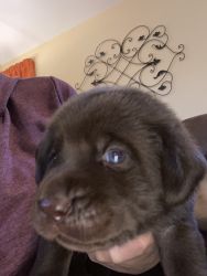 Chocolate labs AKC registered