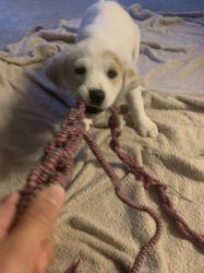 CUTE PUPPY LOOKING FOR A HOME!