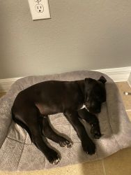 Lab Puppy for sale