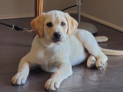 Lab Retriever available for Rehoming