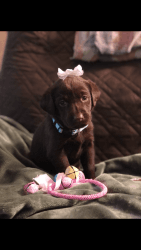 Chocolate Labrador Female