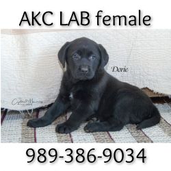 AKC Labs Labrador Retriever Rogers Rd Clare, Mi