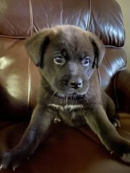 Lab mix trying to find him a good home