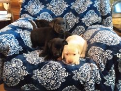 AKC Reg Strong Healthy Lab puppies