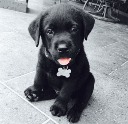 Labrador pup ready for adoption