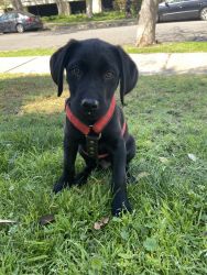 Black Labrador puppy for Sale