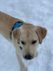 Labrador -Cooper