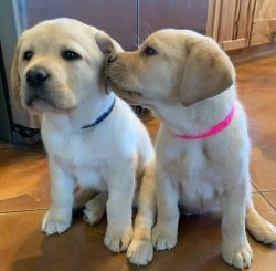 Adorable Labrador retriever puppies