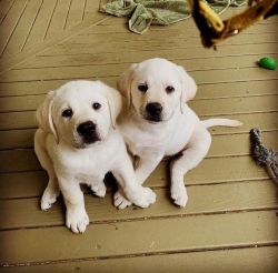 Adorable Labrador retriever puppies available