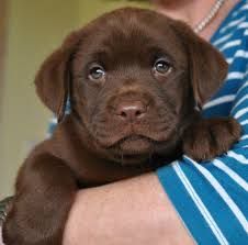 Chocolate Labrador Retrievers puppies for sale.