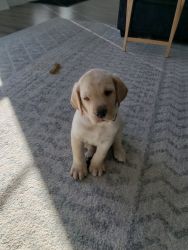 Adorable 10 week old yellow lab pup AKC