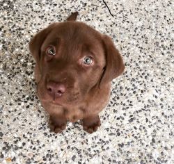 Labrador puppies available