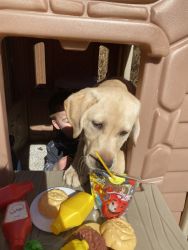 4 month old Purebred AKC registered yellow lab