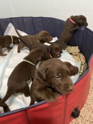 Chocolate labs for sale