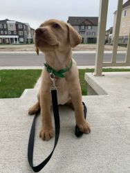 Labrador Puppy Looking for a Forever Home