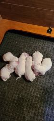 AKC White Labrador Retriever Puppies