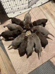 AKC Registered Silver and Chocolate Puppies