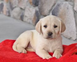 Adorable 11 weeks old Labrador puppies for adoption