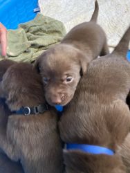Labrador retriever for sale