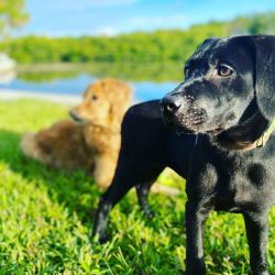 Looking to sell my black lab here Tampa Florida Temple Terrace Terrace