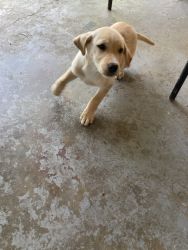 Lab-mix puppy (7-8 months)