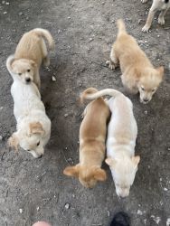 5 Lab Puppies for Sale